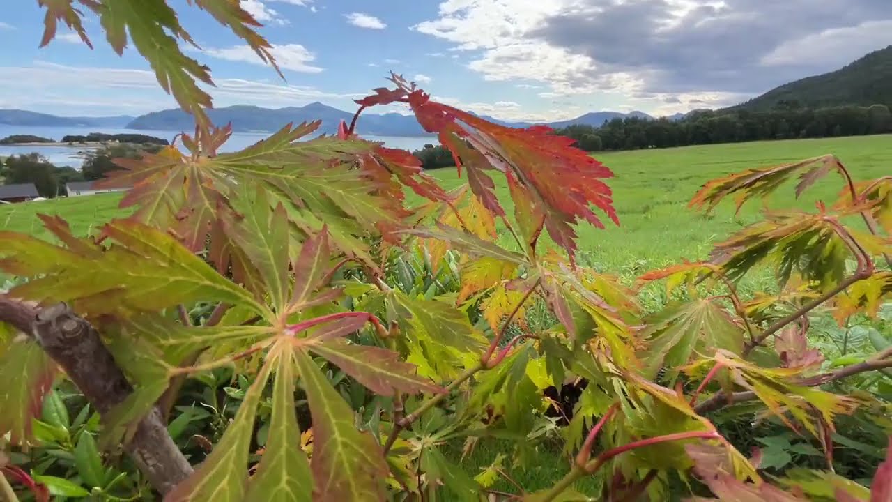 August highlights in the maple garden