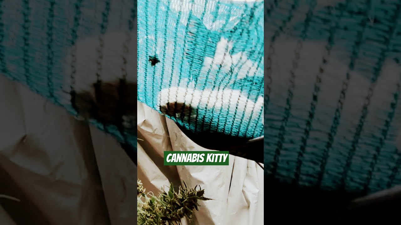 #cannabis #kitty #sourdiesel #flower #harvest