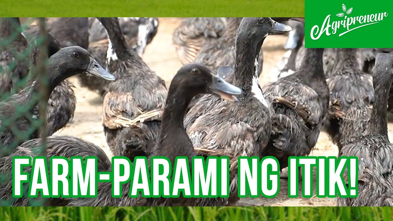 Ang Itik Pinas Farmparami Program mula sa Sarimanok at UNAHCO