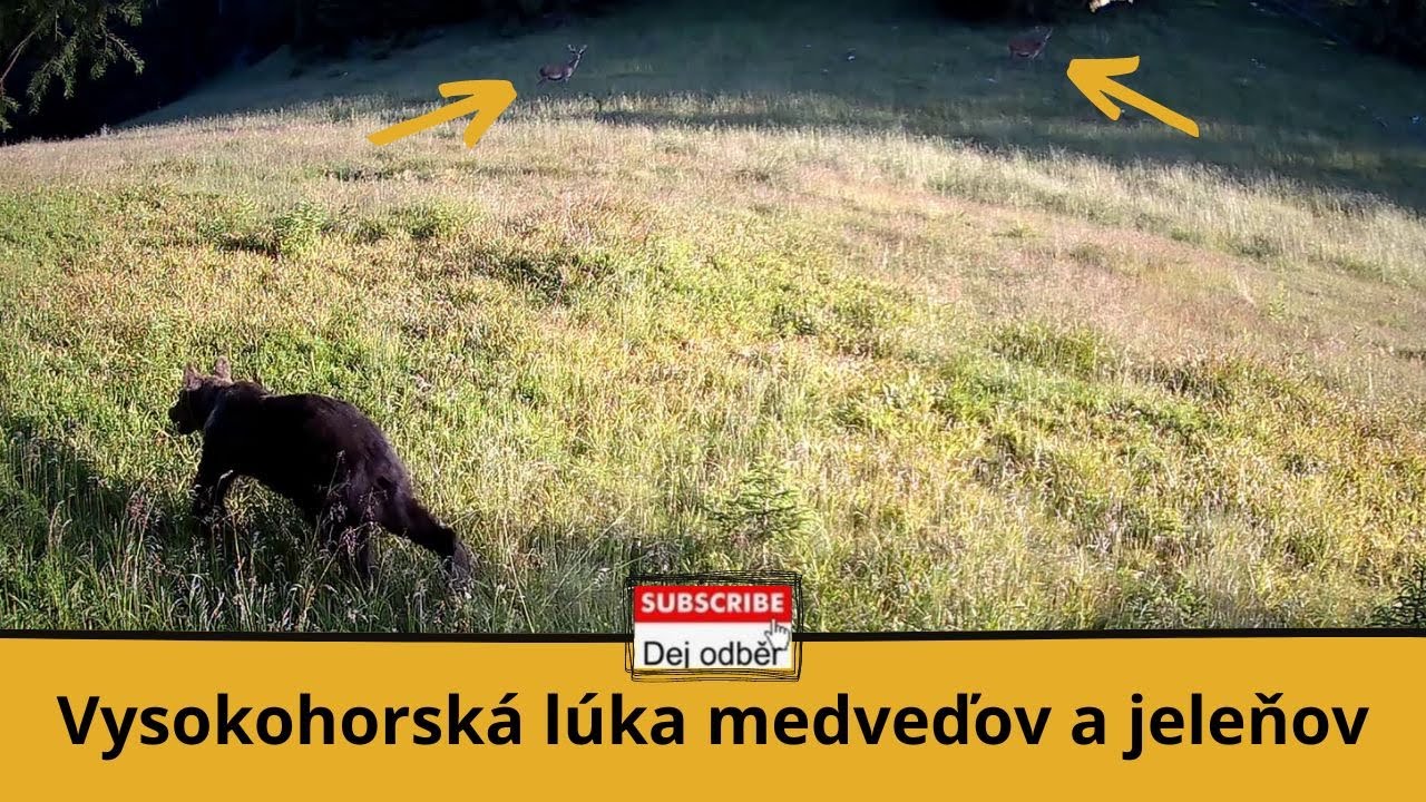 Vysokohorská lúka medveďov a jeleňov ⛰🐻🦌⛰