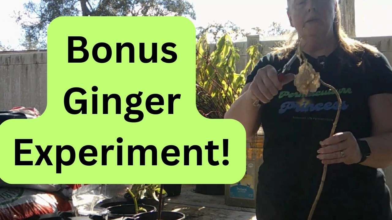 Winter Cuttings + A Crazy Spiral Ginger Experiment! | Suburban Life Permaculture