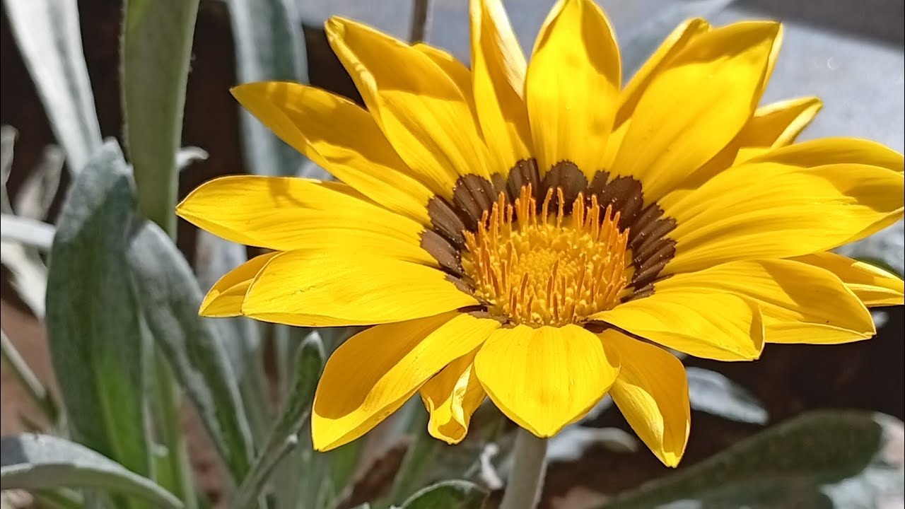 Como plantar quiabo con cualidades de flores 🐝💐 na bahía brasil 