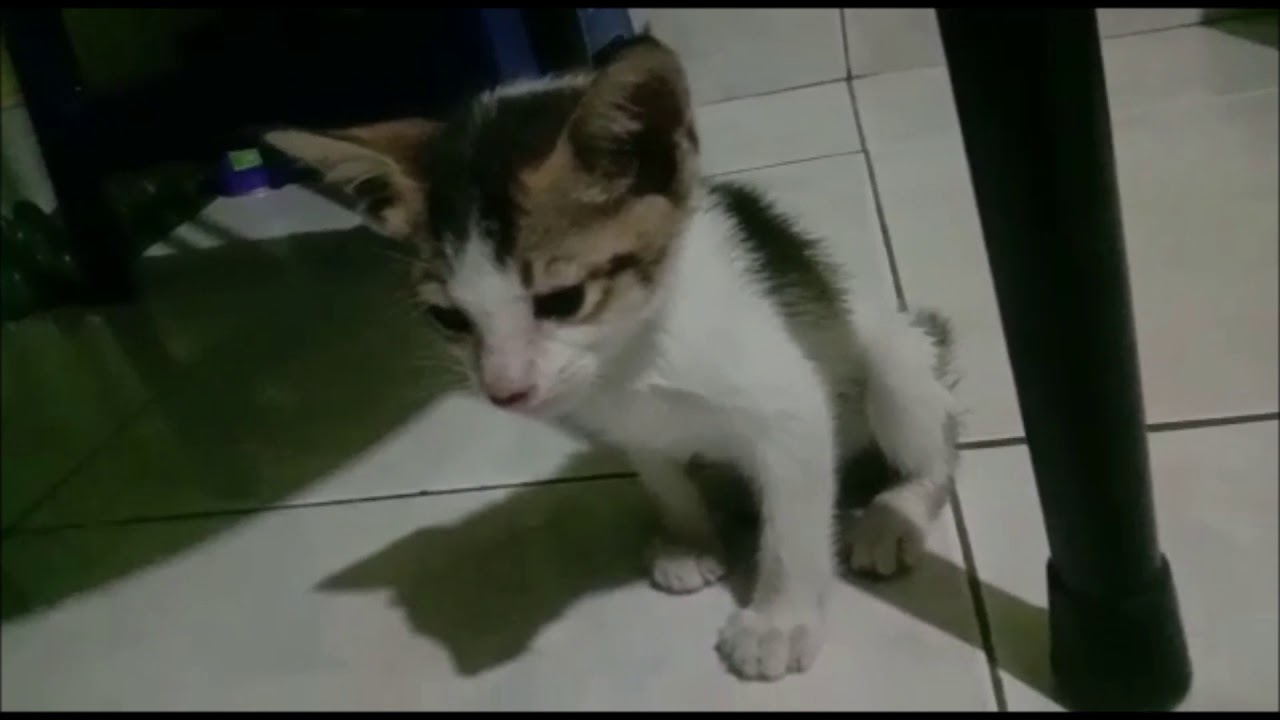Rescued kitten found crying for the loss of his mom.