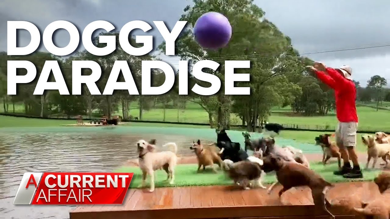 Aussie man's incredible dog oasis | A Current Affair