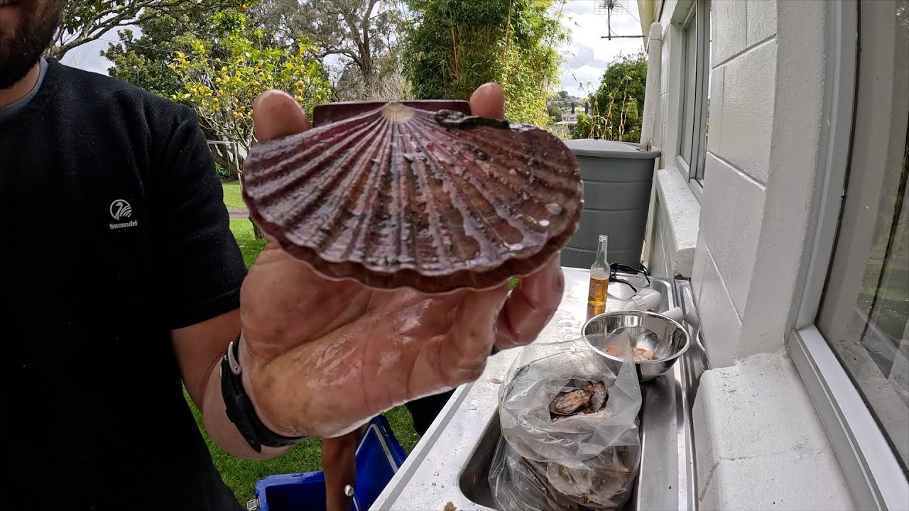 Scallop Season 2024 | Catch and cook