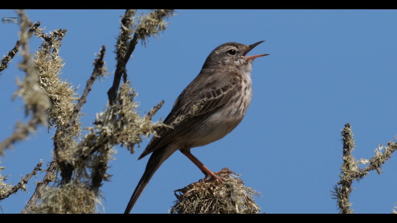 🐦 berthelot's pipit - short version 🐦 in 4K / UHD 🐦 by ani male