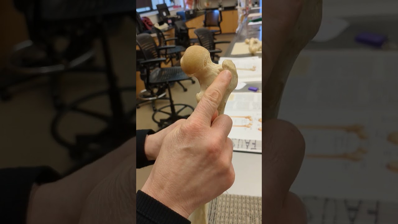 Femur Bone