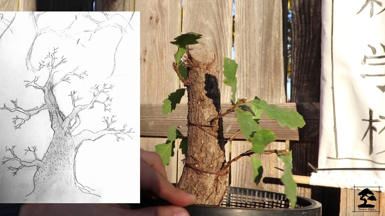 Oak Tree Bonsai