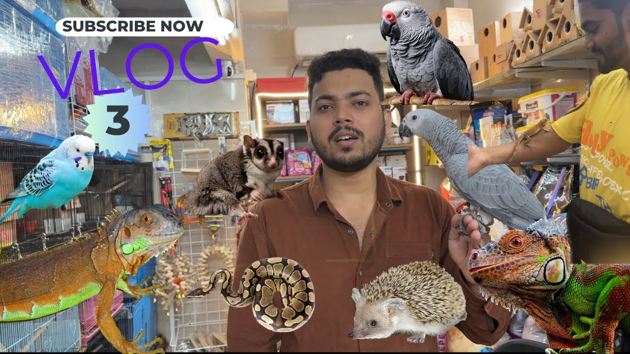 Exotic pet shop || jogeshwari || Mumbai || igunana || snakes