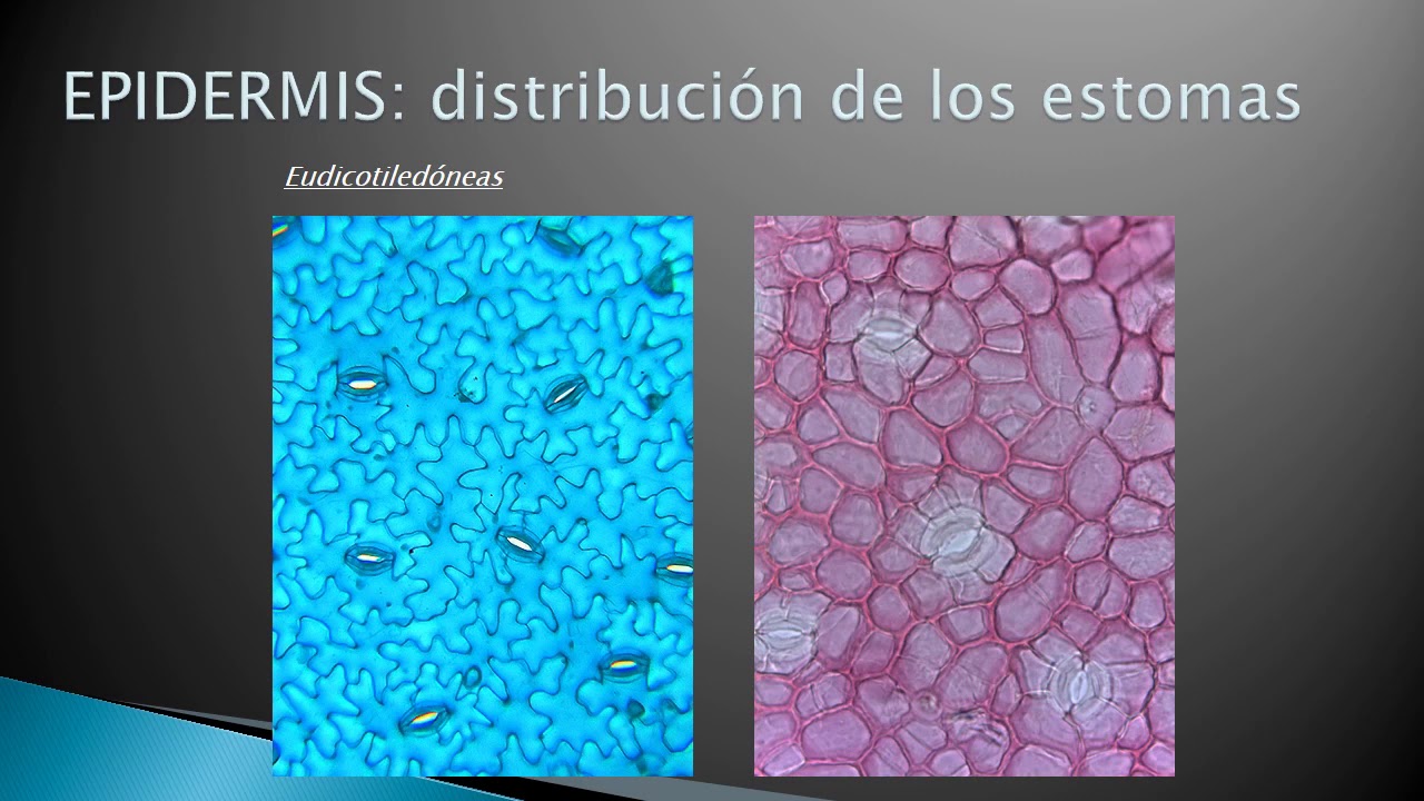 Unidad 14. Anatomía foliar (1° de 6 vídeos). Epidermis