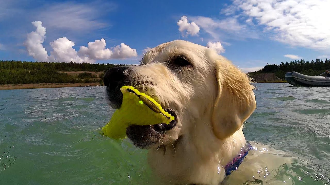 Merihurtat VEPE Fun Leia - Golden Retriever water fun