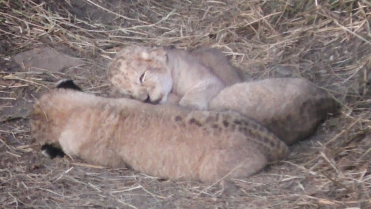 Львята - октябрята :) Тайган. Autumn lion cubs. Taigan
