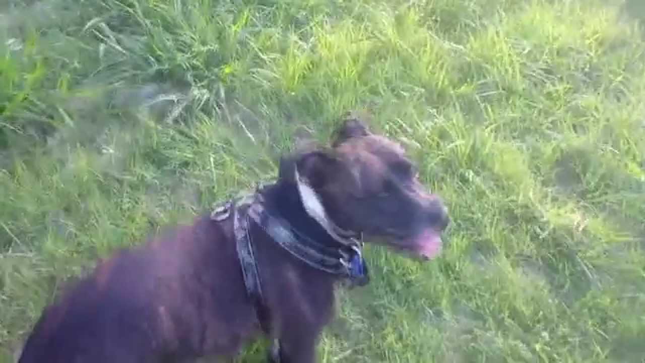 Dog goes exploring