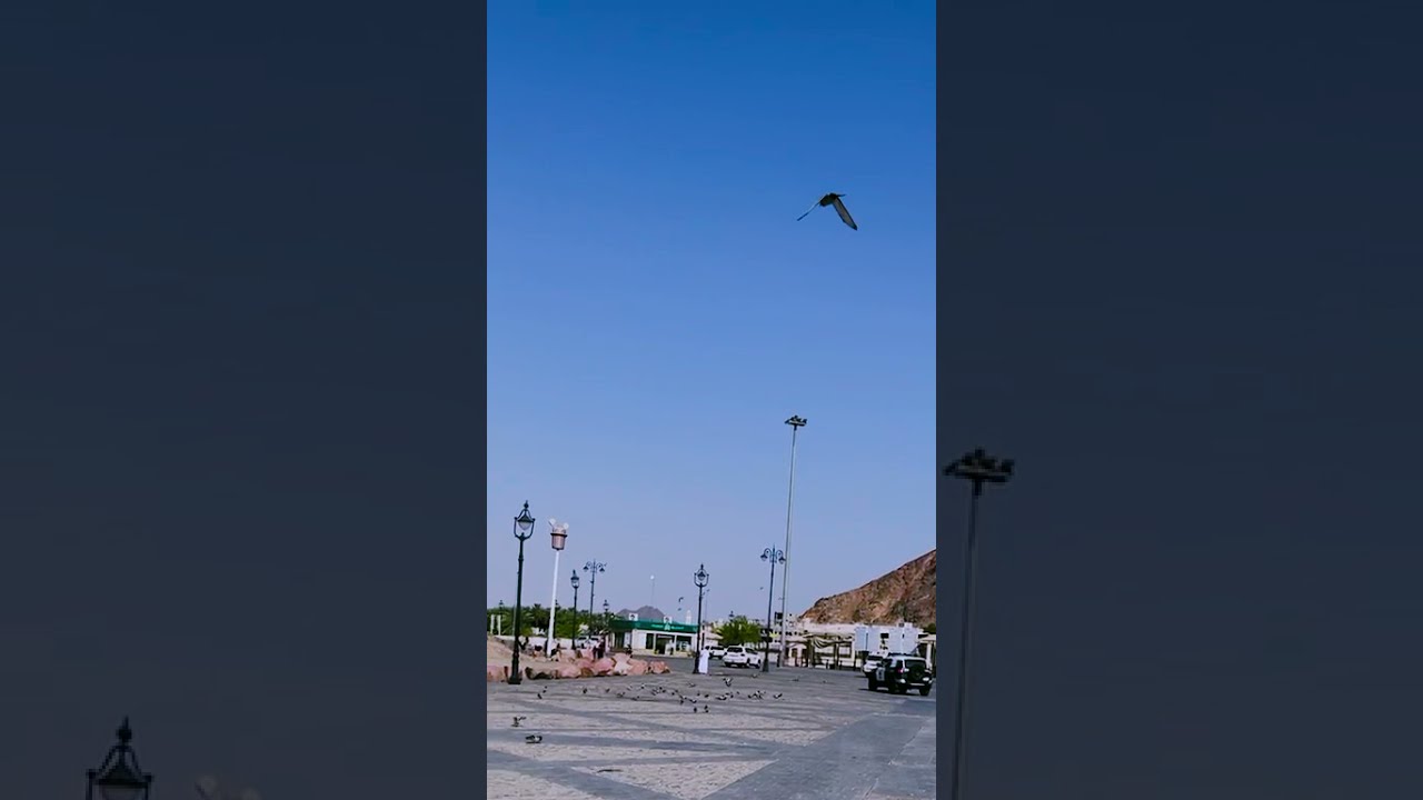 تصوير مكان خيمة الرسول التي كان يقود منها معـ ركة  أحد وشرح مكان المعركة  وتصوير مكان مـ وت  حمزة