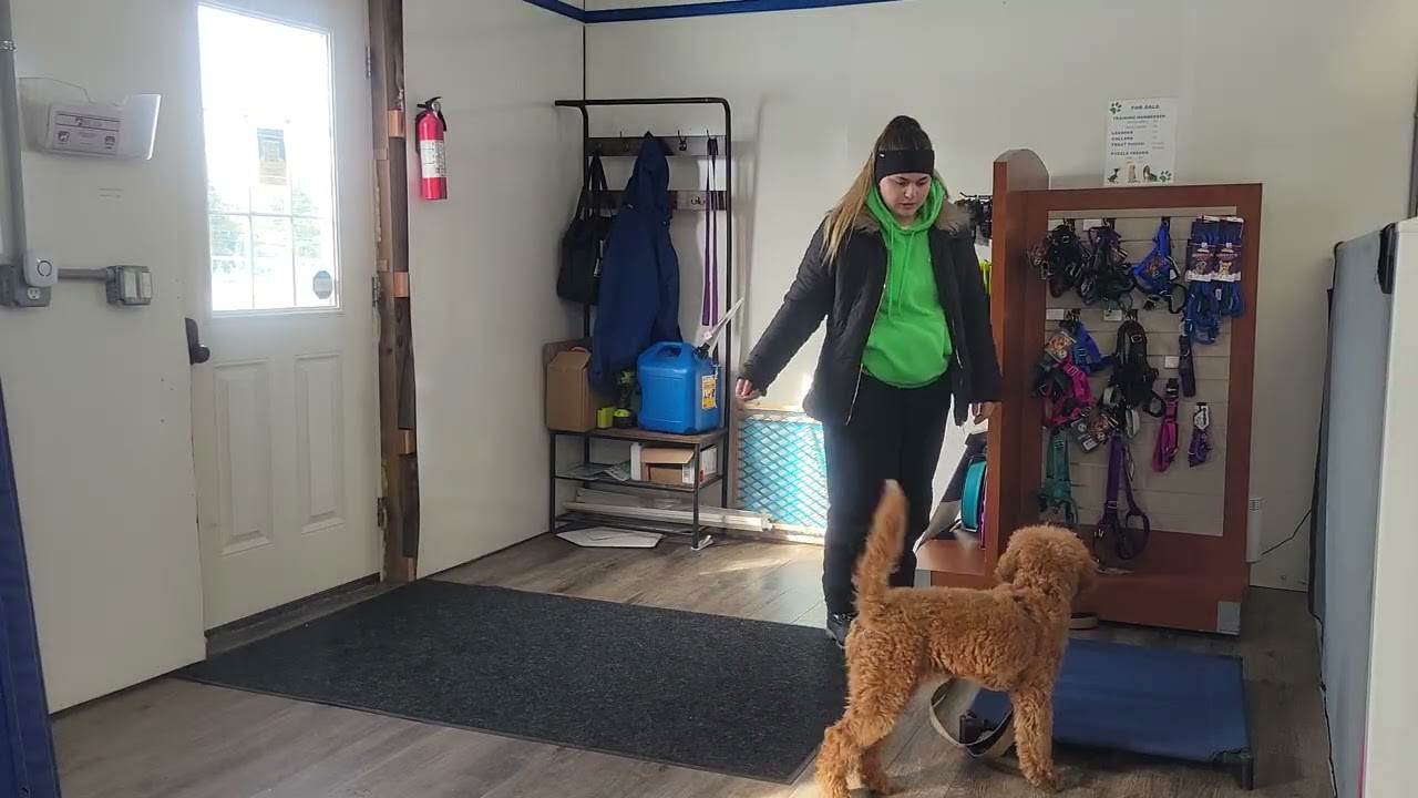 Lucy the Goldendoodle | Best Paw Forward Board and Train | Place With Guests (Week 4 Training)