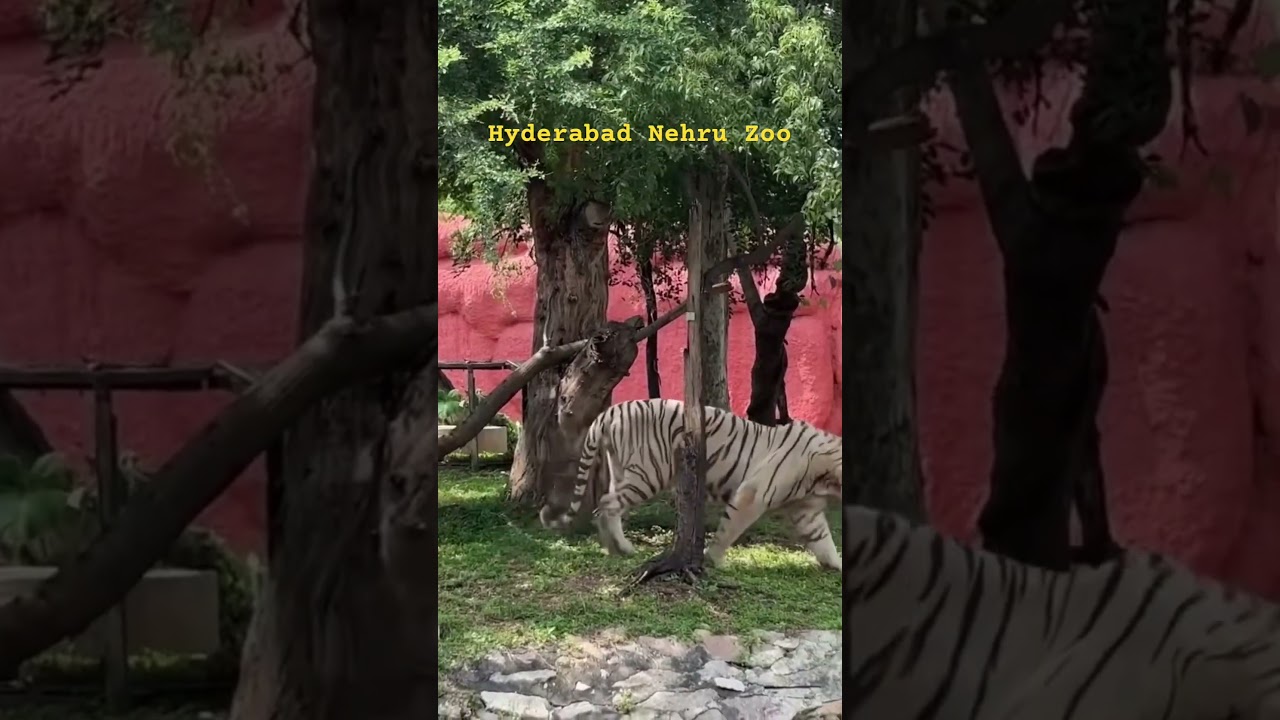 Nehru Zoo Hyderabad