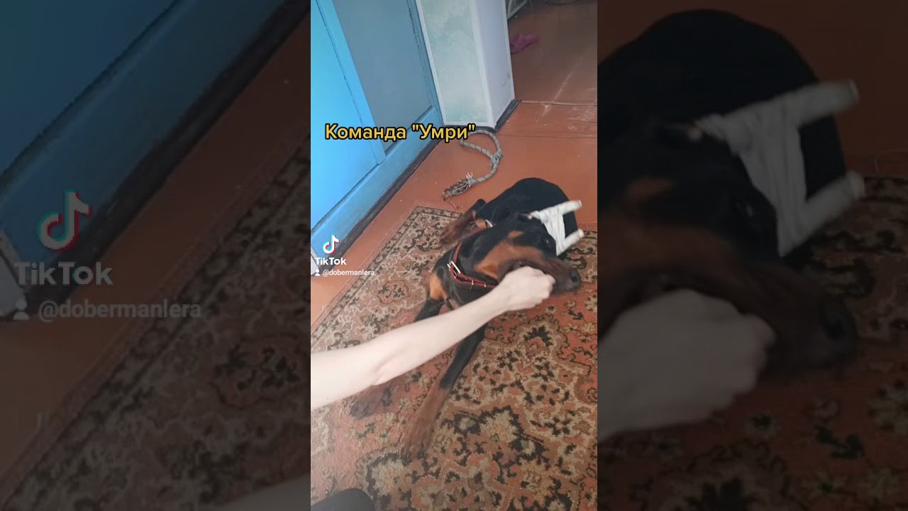 Команда 