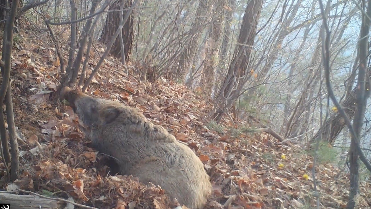 멧돼지가 야생에서 잠을 자는 방법!!(a wild boar sleeping in nature)