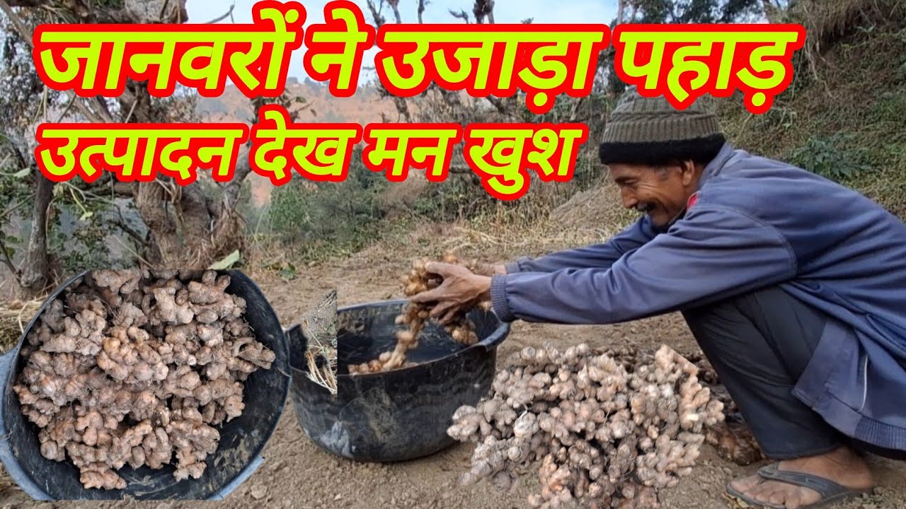 जंगली जानवरों ने उजाड़ा पहाड़ | इस प्रकार का उत्पादन देख मन खुश हो जाता है 