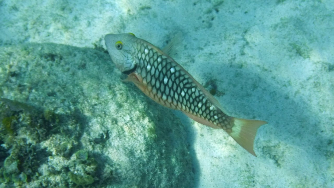 Playa Costa Verde, Holguin Cuba Jan 2019 Snorkeling Part 1(Art)