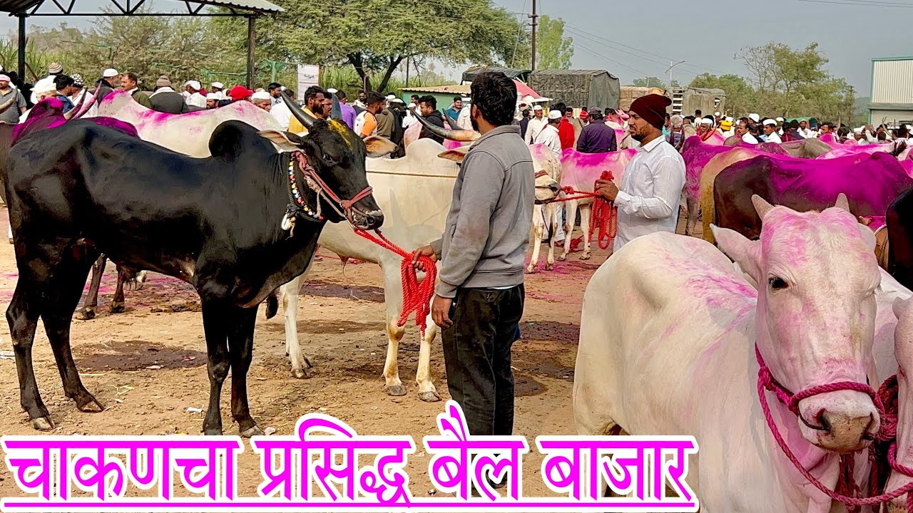 चाकणचा प्रसिद्ध बैल बाजार,,दि-६/१/२०२४&hellip;Chakan Bail Bajar..Bail Bazar chakan..Krushibhushan.#Chakan