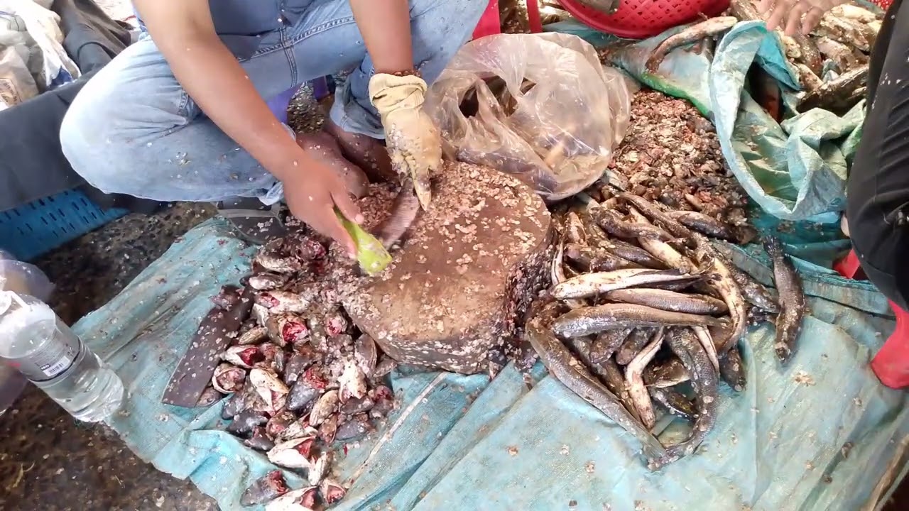 Amazing! cleaning fish, Cambodia fishes, 20kg, fast, Boeugchhouk Market, Battambang #aseanfish