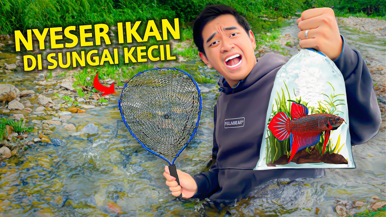 NYESER BETTA FISH ALAM DARI SUNGAI KECIL!