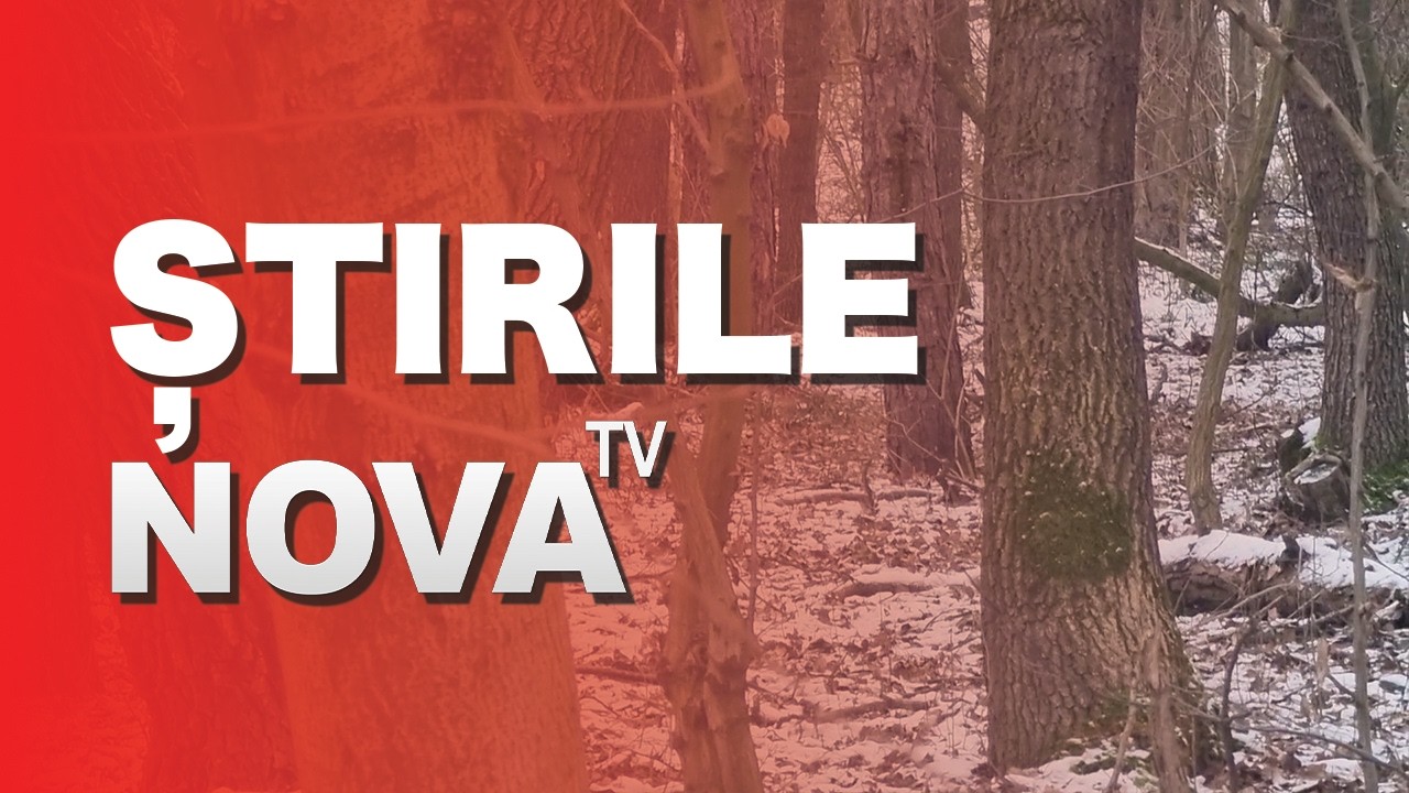 Bărbați din Brateiu cercetați penal pentru furt de arbori | novatv.ro
