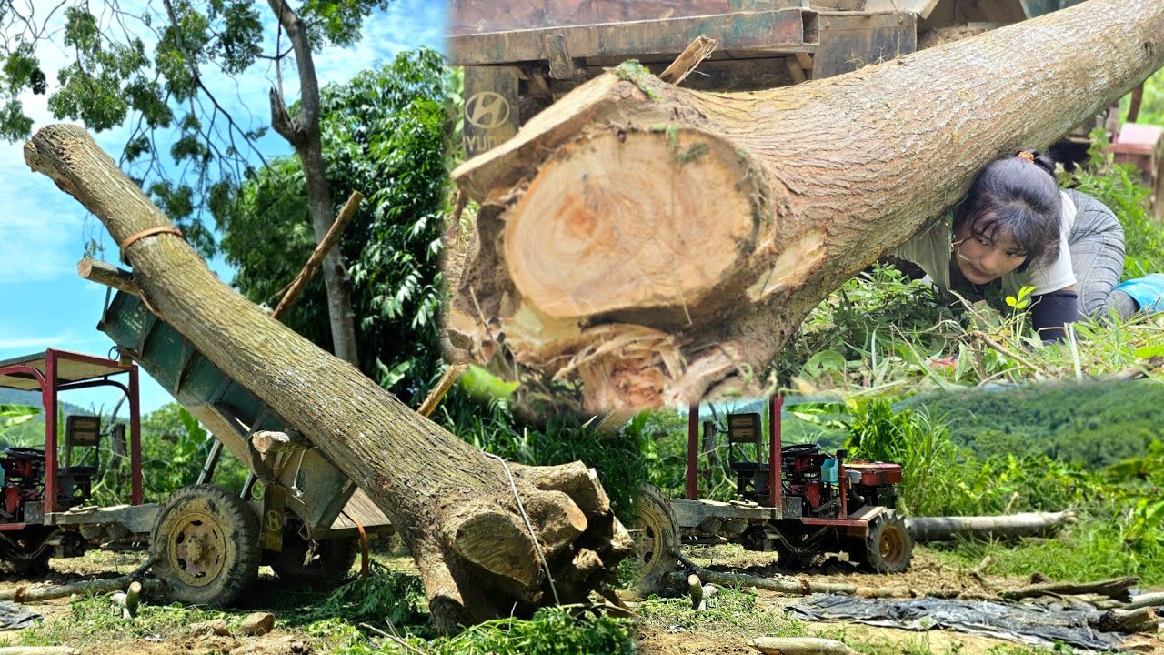 Agricultural see the girl's big log hauling skills #agricultural#farm#truck#farming 