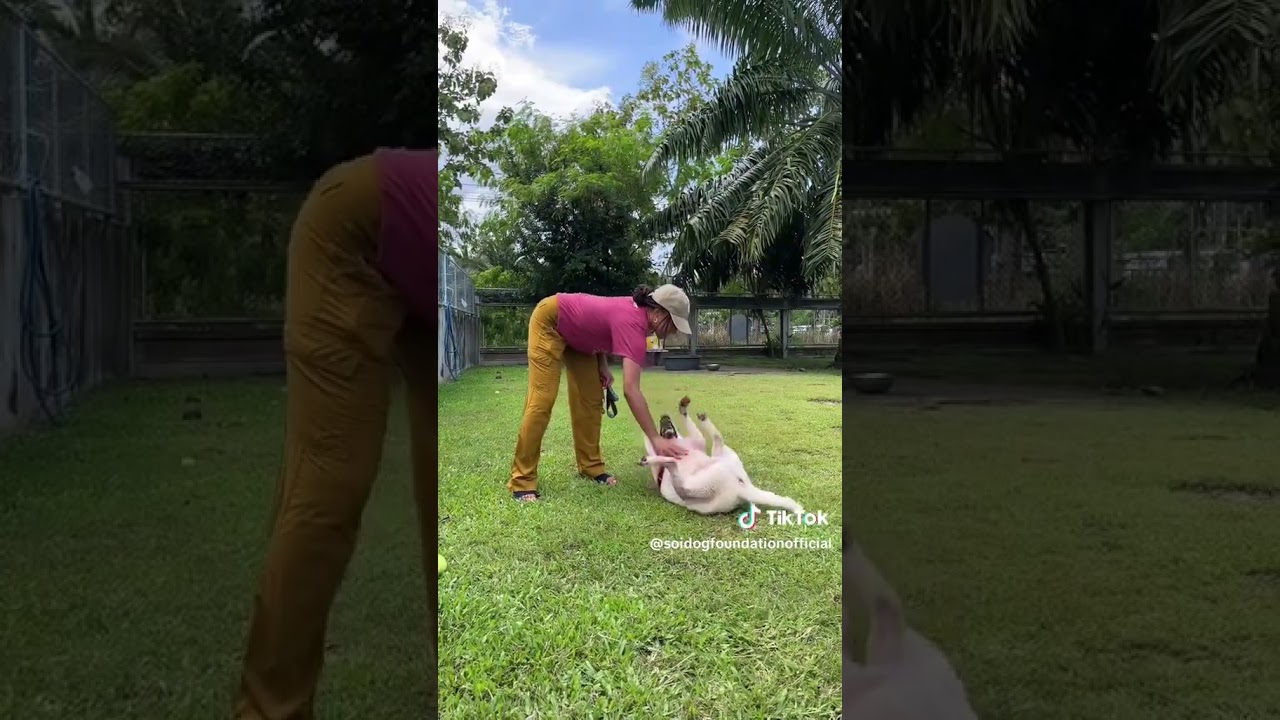 Volunteering at Soi Dog is easy!