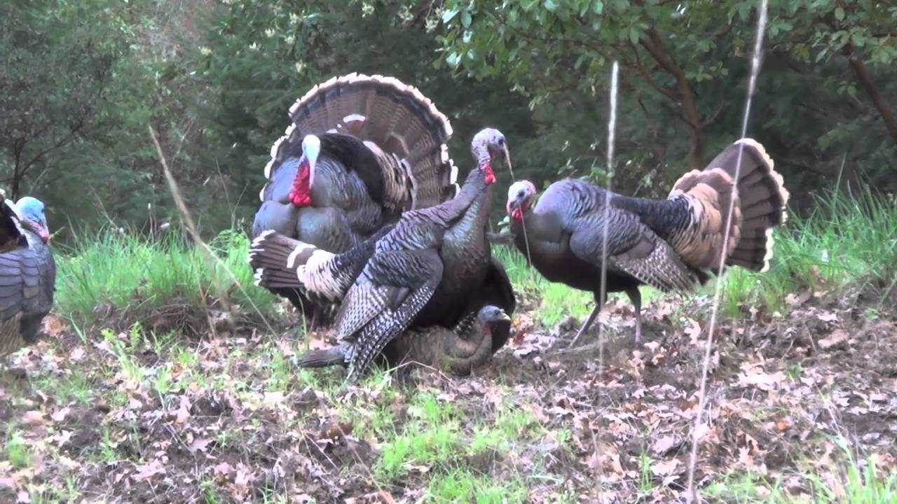 TURKEY SEASON OPENING DAY - (Raw Footage)