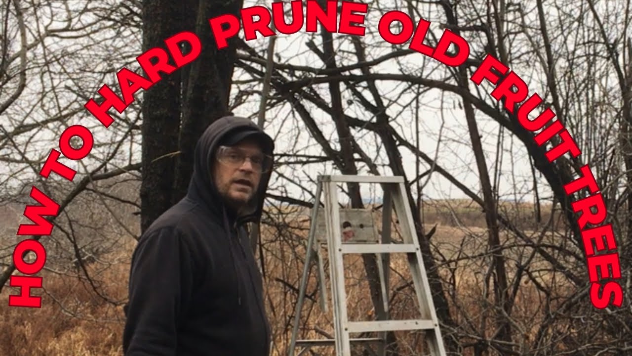 HOW TO HARD PRUNE VERY OLD AND NEGLECTED FRUIT TREES