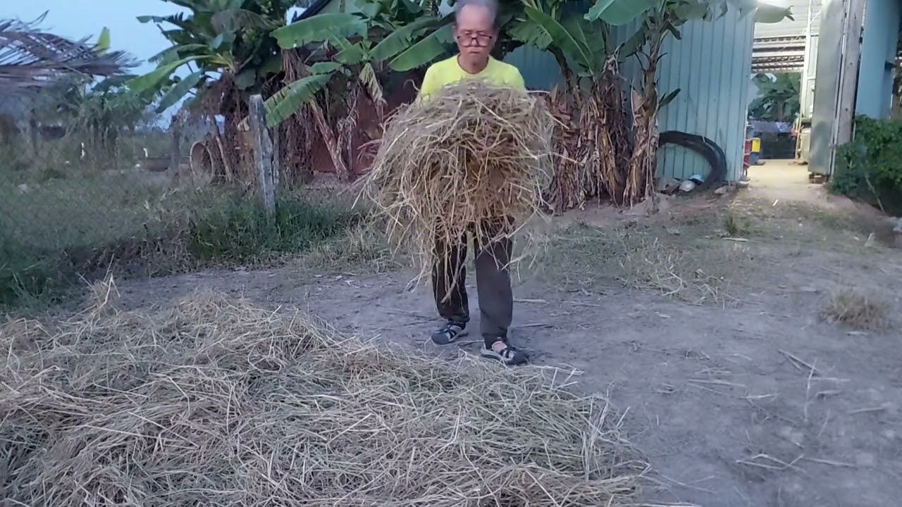 Duyên trâu cỏ ở Bàu Mây, An Tịnh!
