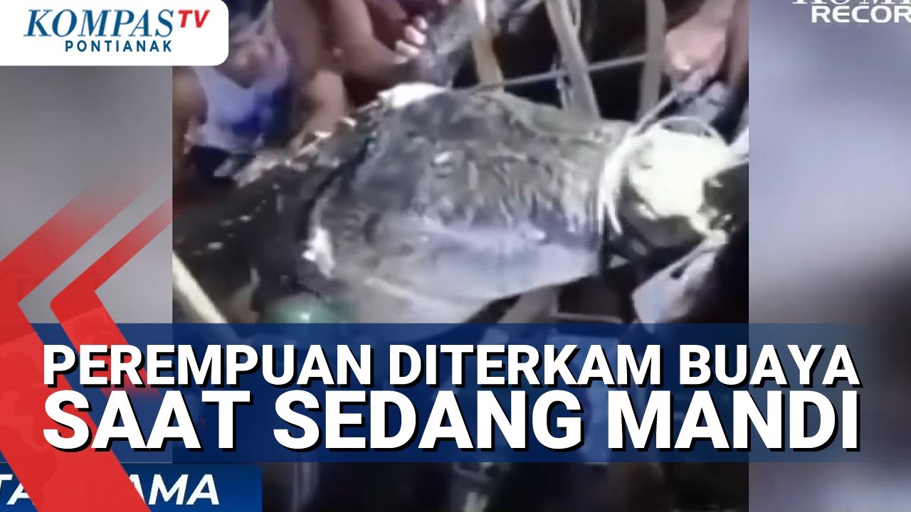 Mandi di Sungai Seorang Perempuan di Konawe Utara Diterkam Buaya, Warga Beramai-Ramai Tangkap Buaya