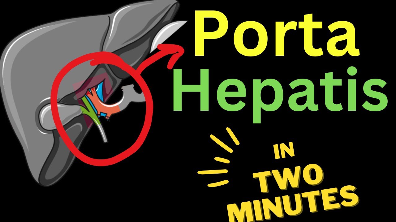 Liver Porta - ЗА ДВЕ МИНУТЫ!
