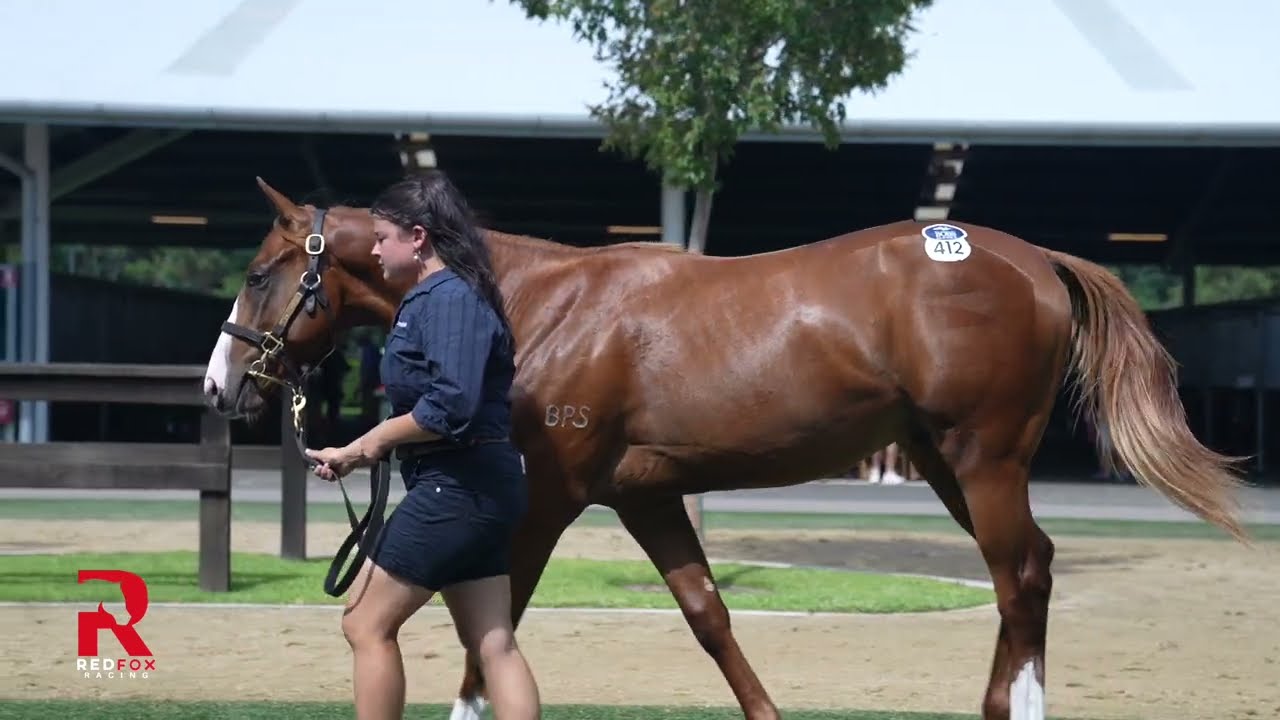 Lot 412 Justify x She's The Gift Colt - Limited Shares - Trained by Gai Waterhouse & Adrian Bott