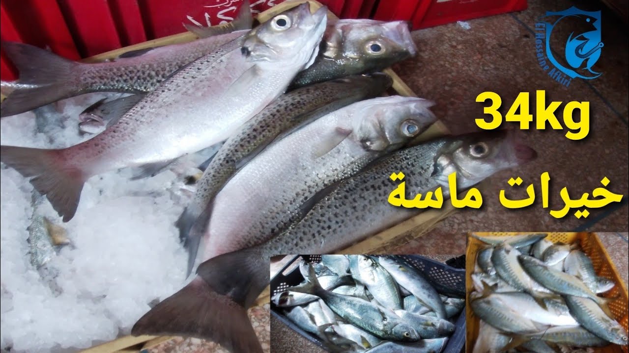 الفراجة دائما مضمونة فأحسن مصايد الجنوب (الجزء السابع )