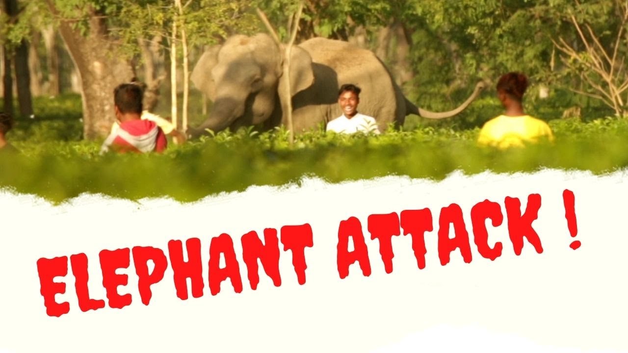 Mock Charge or Real Charge? Elephant Warning Signs