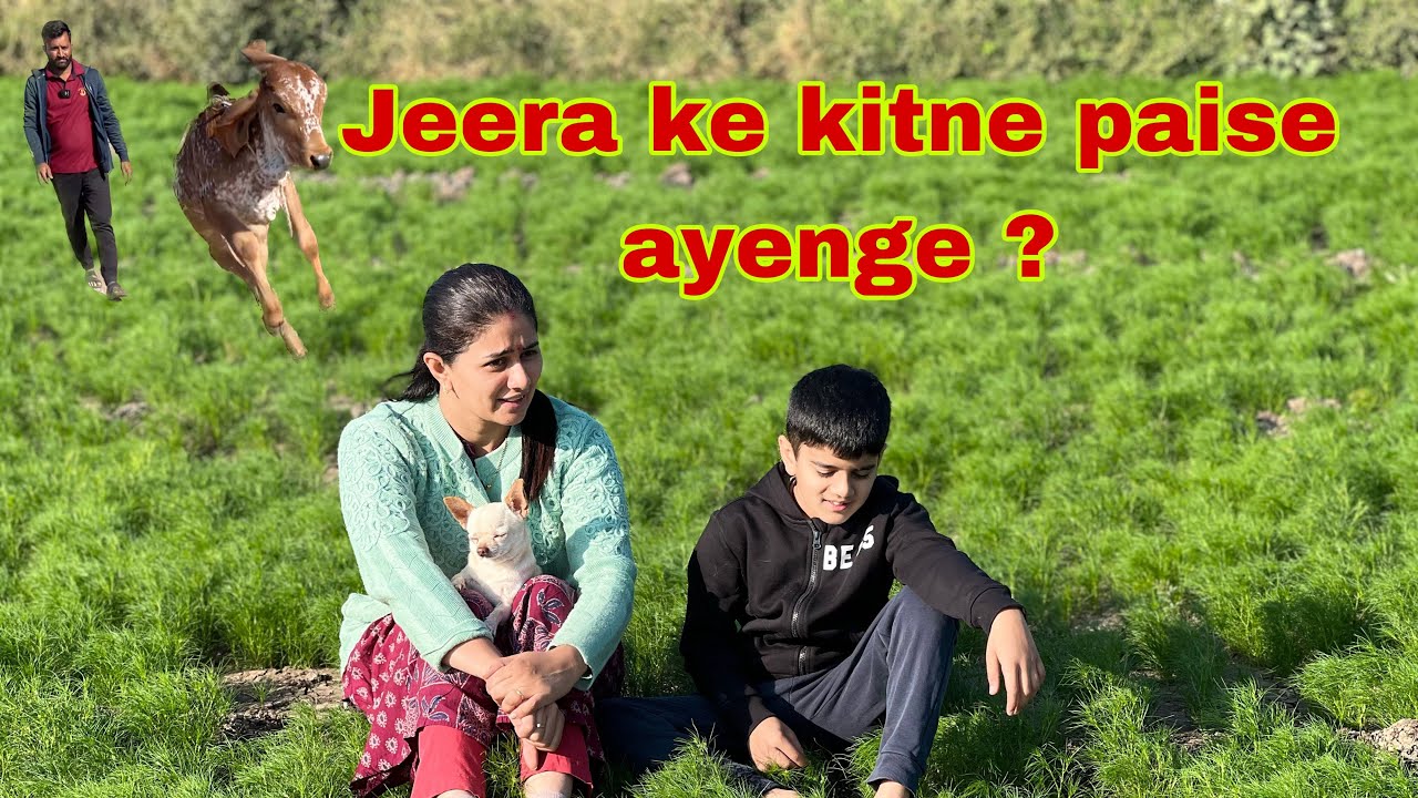 Khet me jeera or chana or special green chilly ki sabzi gujarati style me