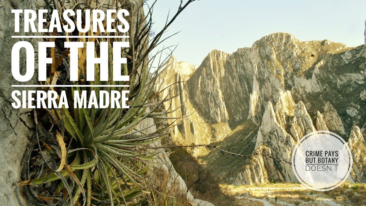 Plants of the Sierra Madre Fold-Thrust Belt