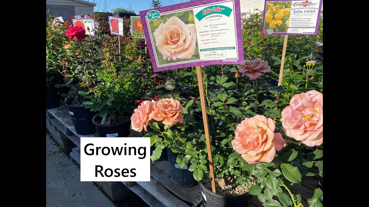 Growing Roses