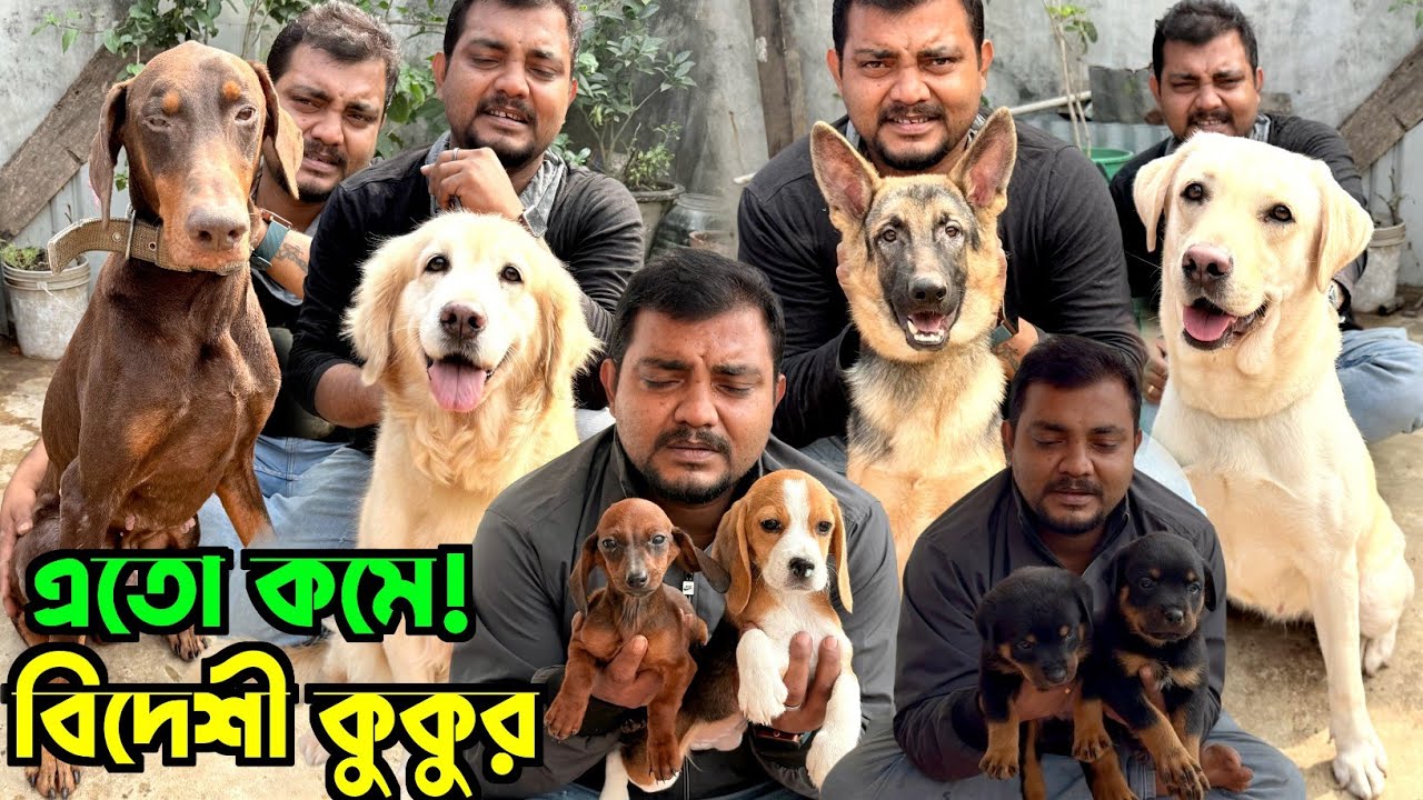 Dog Puppies Sale in Offer Price. Dog Market in Kolkata Price. Kolkata Dog Market.