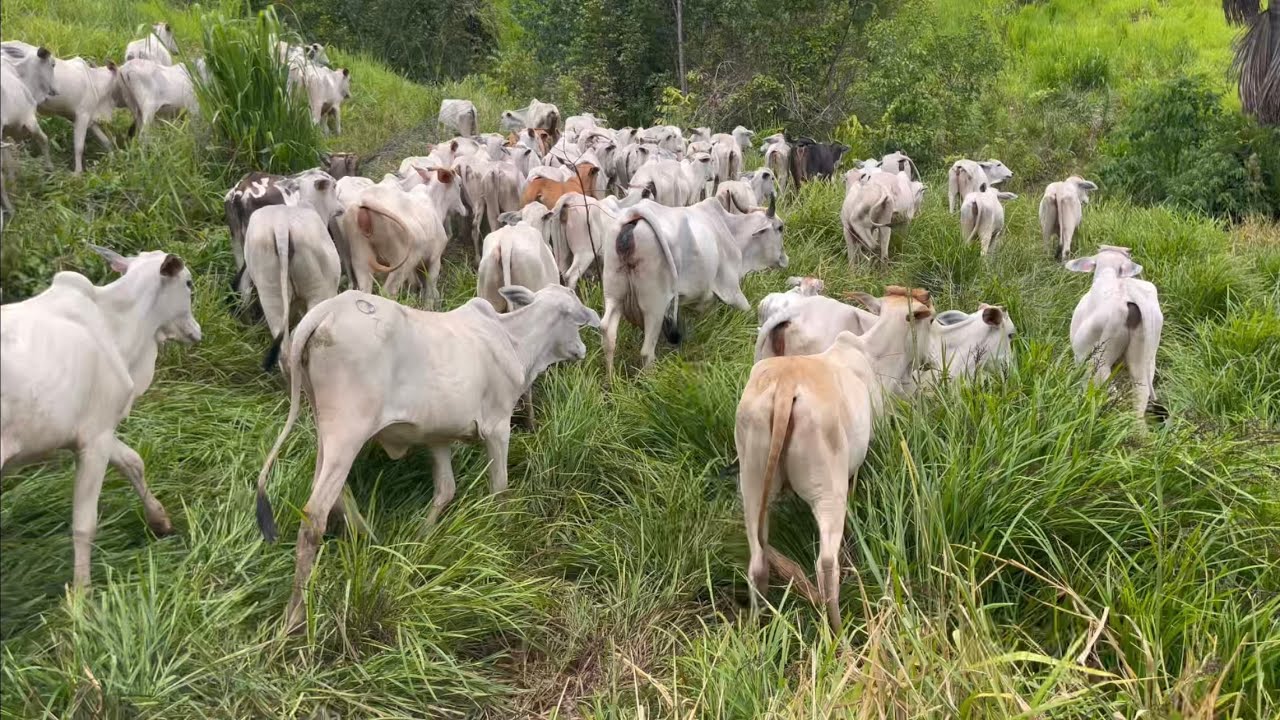 Bizerras na recria, hoje deu muito trabalho 