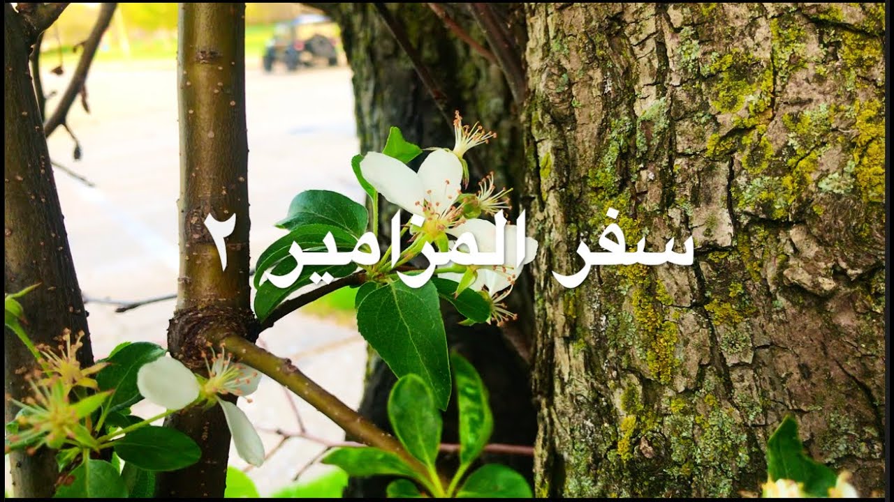 Psalm 2  -  سفر المزامير ٢