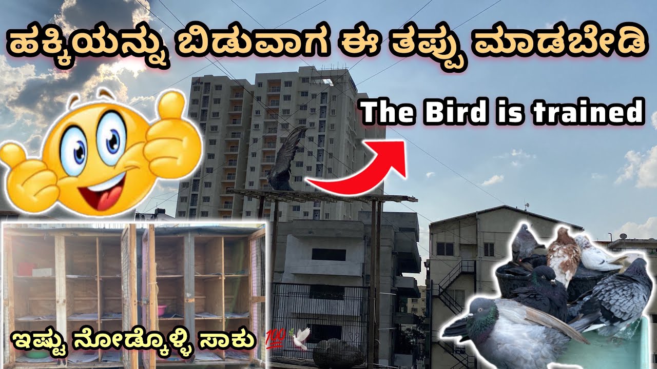 ಹಕ್ಕಿಯನ್ನು ಬಿಡುವಾಗ ಈ ತಪ್ಪು ಮಾಡಬೇಡಿ ||Prince loft|| today, left Pigeon for a bath in ￼Kannada 🕊️❤️💯