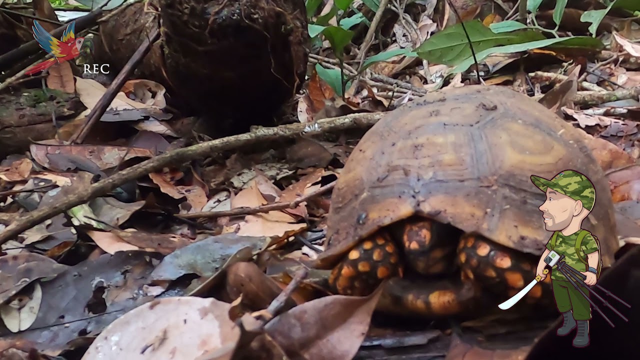Friends of Rio - Yellow Footed Tortoise / Jabuti Tinga Rainforest Animal Encounters - April 2021