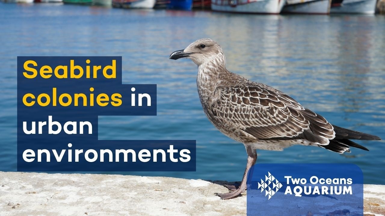 Seabird colonies in an urban environment