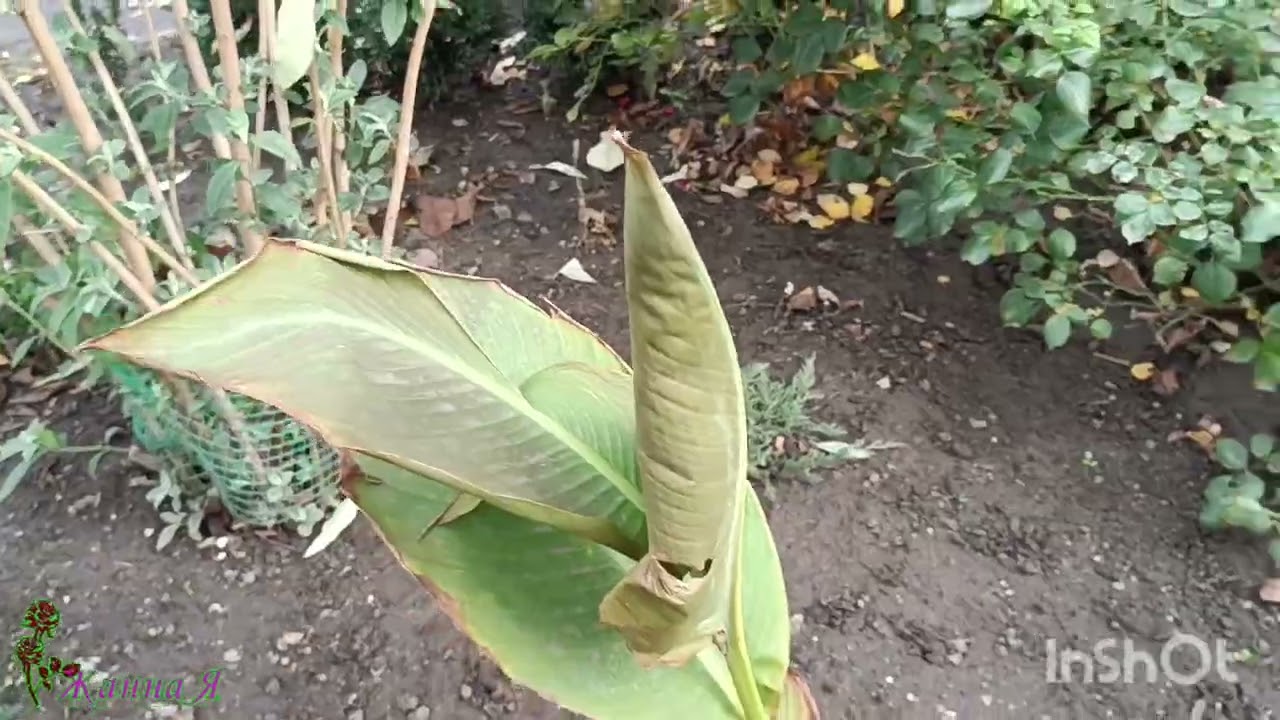 Ноябрьские розы! А скоро Зима..