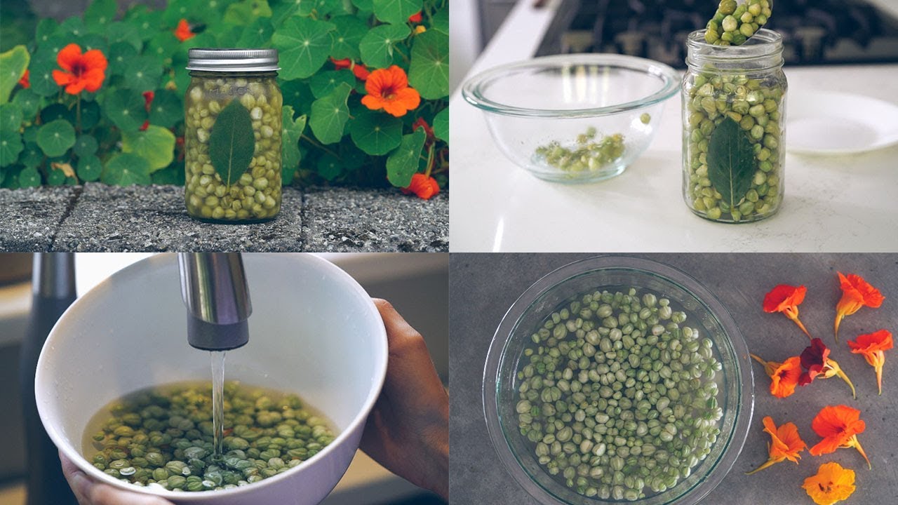 DIY PICKLED NASTURTIUM SEEDS RECIPE / Healthy Recipe