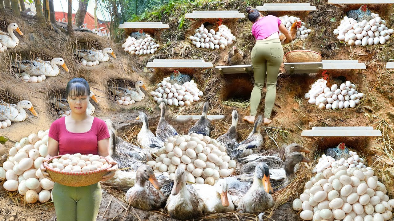 REWIND TIMALAPSE --4 Years Raising Ducks, Harvest Lots Of Ducks Eggs - Bring Many Ducks Go To Sell
